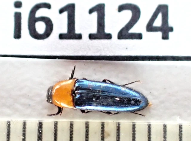 i61124. Elateridae sp. Vietnam, Nghe An.
