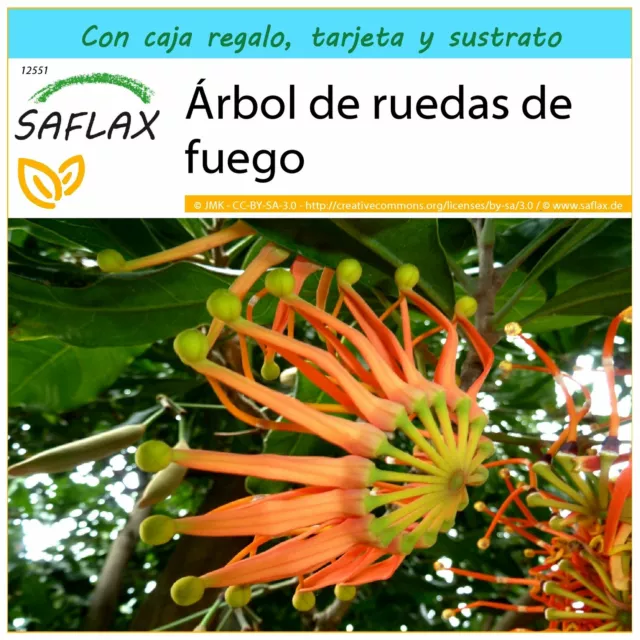 SAFLAX Set regalo - Árbol de ruedas de fuego - 20 semillas - Stenocarpus