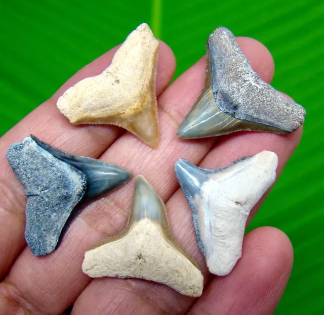 Five Bull Sharks Teeth - Real Fossils - No Repairs - Bone Valley - Shark Teeth