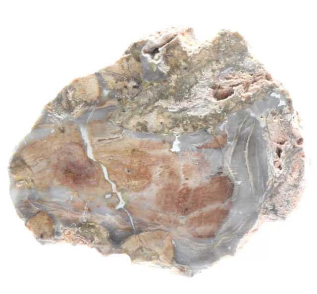 54mm Bunt Versteinertes Holz Platte Natürlich Mineral Fossil Kristall Scheibe
