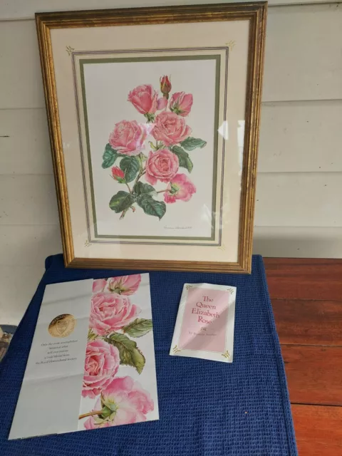 The Queen Elizabeth Rose Print. A magnificent original lithograph.