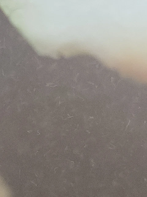 4 OZ LIVE VINEGAR EEL CULTURE Turbatrix Aceti Starter Fry Food Guppy Betta 3