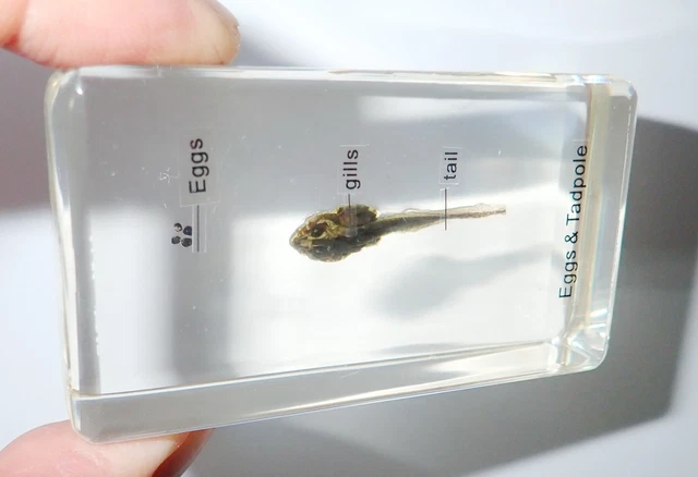 3 Parts Labelled Frog Eggs & Tadpole Specimen in Amber Clear Block