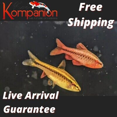 5/10/20/30X Assorted Cherry Barbs Freshwater Fish Koi Kompanion Free Shipping