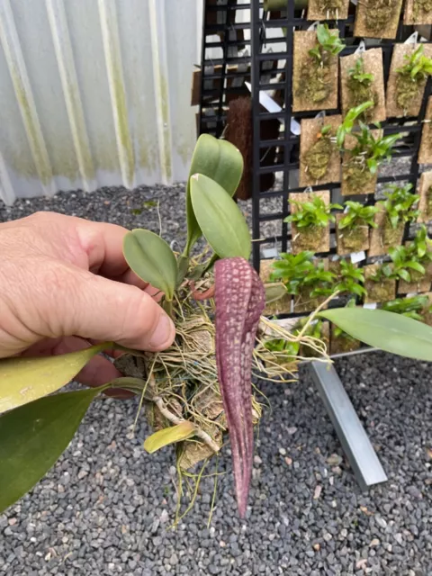 orchid species-Bulbophyllum longisepetum-Borneo