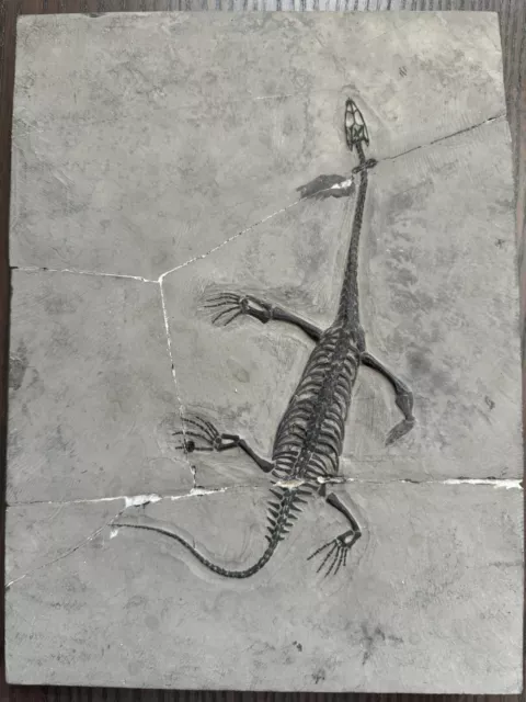 Reptile marin-Fossil de Keichousaurus  - 30x22x1.4cm（Trias 251,9 - 201,3 ）