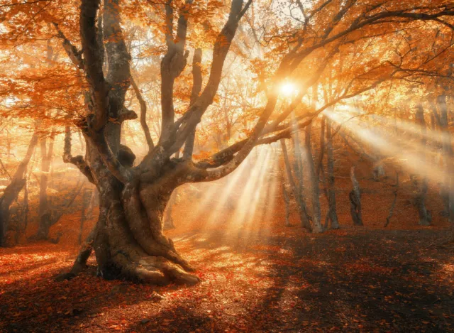 Fototapete BAUM-VLIES (746E)-Herbst Natur Birken Bäume Wald Lichtung Dschungel