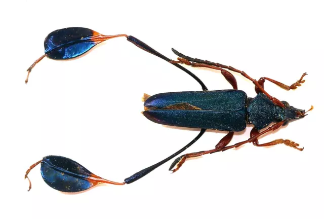 COLEOPTERA, CERAMBYCIDAE, PHYLLOCNEMA XANTHOPELMA from TANZANIA