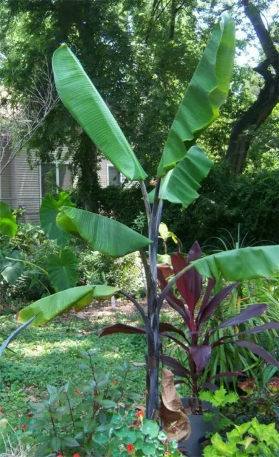 5  Seeds -MUSA BALBISIANA  EXOTIC TROPICAL BANANA . BIG LEAVES