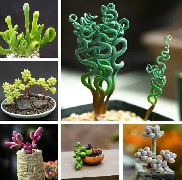 House Plant Seeds Rare Blue Flower Succulent Seeds - 100 Pieces/Pack - For  Indoor & Outdoor Planting Rare Succulents Seeds