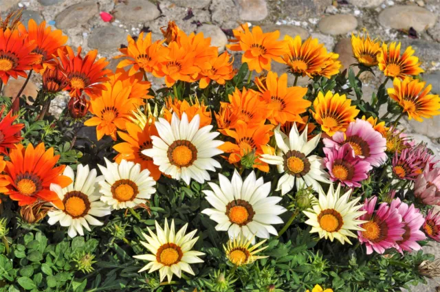 30 Mixed Colors GAZANIA Rigens Treasure Flower Seeds
