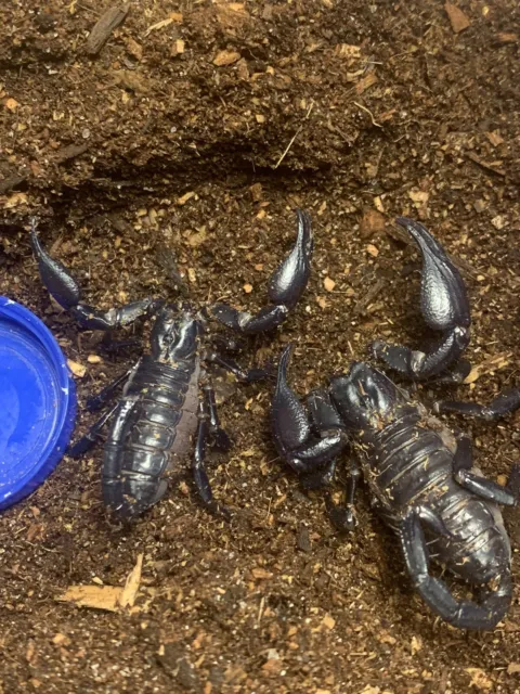 2   2 Yr Old Asian Forest Juvenile Scorpions. $40 Piece