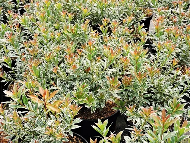 5 St Japanische Lavendelheide little Heath pieris japonica im Topf 15-20 cm