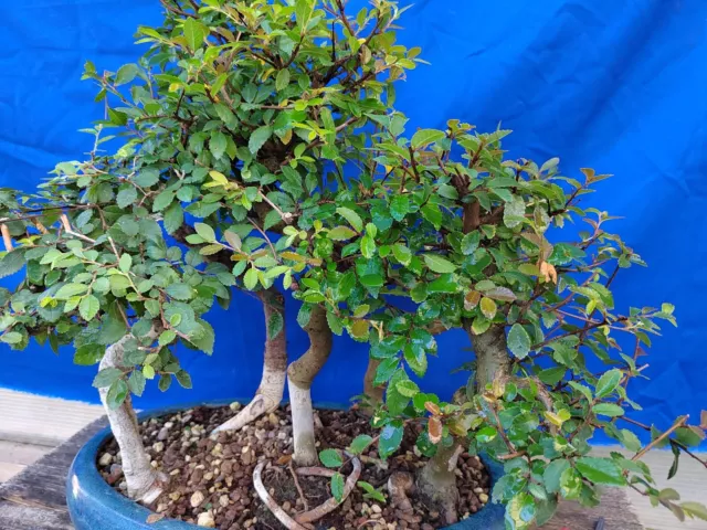 bonsai bosco   olmo cinese h 46 cm visita il negozio 3