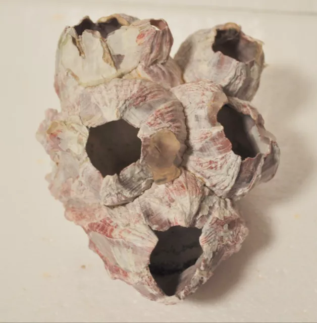 Barnacle Coral Specimen Shells Natural Reef Pink Purple Aquarium Decoration