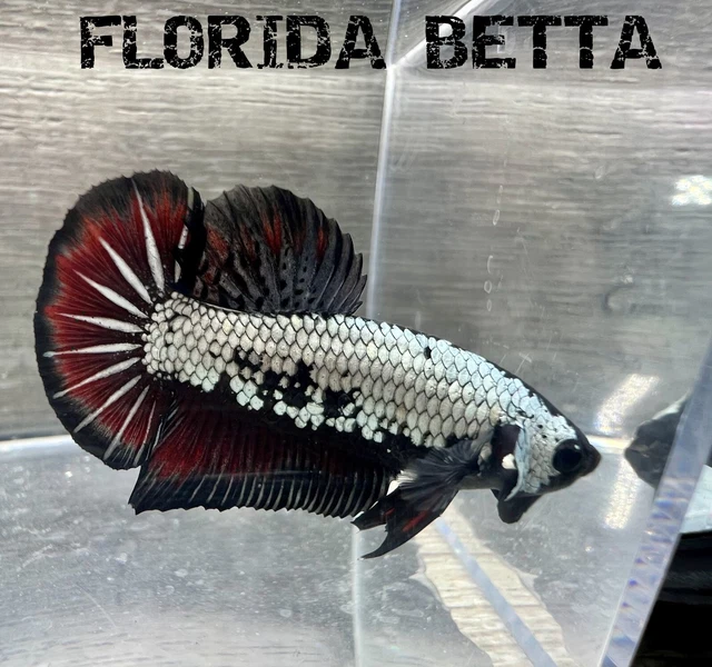 Live Betta Fish*RARE*  FIRE RED SAMURAI   (MALE)-USA Seller A287
