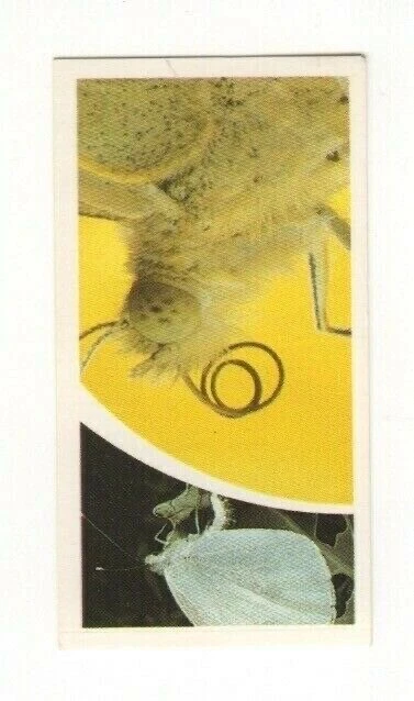 Brooke Bond Microscopic Images 1981 Butterfly 2