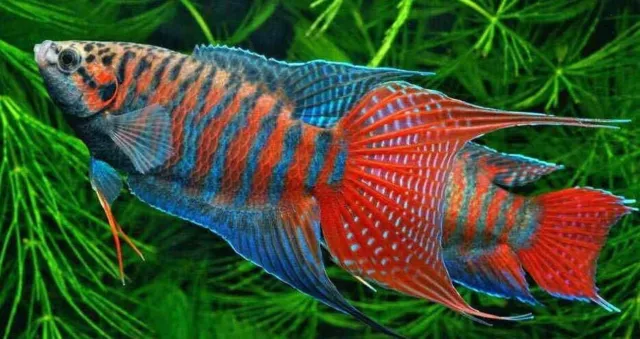 Live Aquarium Fish BLUE Paradise Gourami (PAIR OR 1 FISH. YOU CHOOSE)