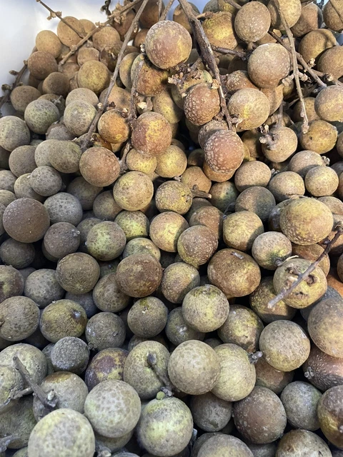Longan Plant Seeds 100