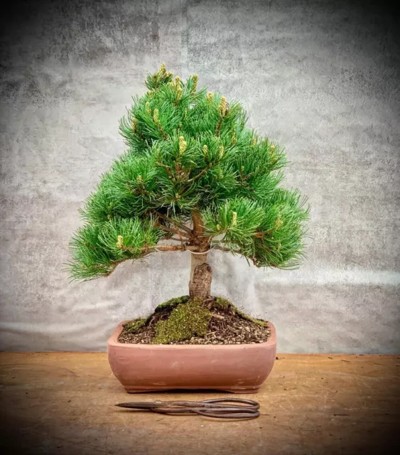 Pinus parviflora / pentaphylla „Linda“ - Japanische Mädchenkiefer BONSAI 2