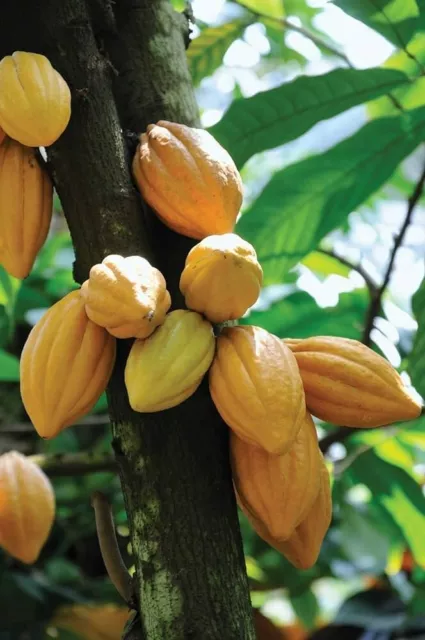 Cocoa Cacao Chocolate Seeds (Theobroma cacao) Var. Yellow 100+seeds