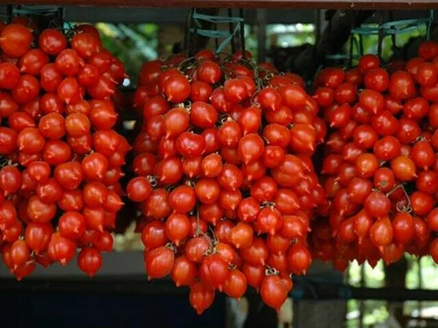 Tomate Piennolo De Vesuvius, 50 Graines + Gratuit