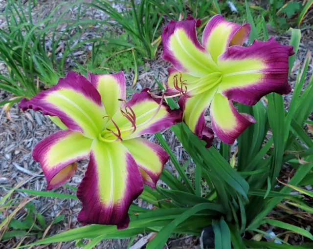 "Taglilie, Daylily, Hemerocallis ""Money Maker"""