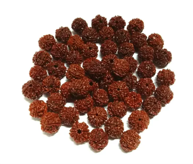 21 Pièces 6 Mukhi Rudraksha Six Face Rudraksh Perles Népal Origine 100% Réel