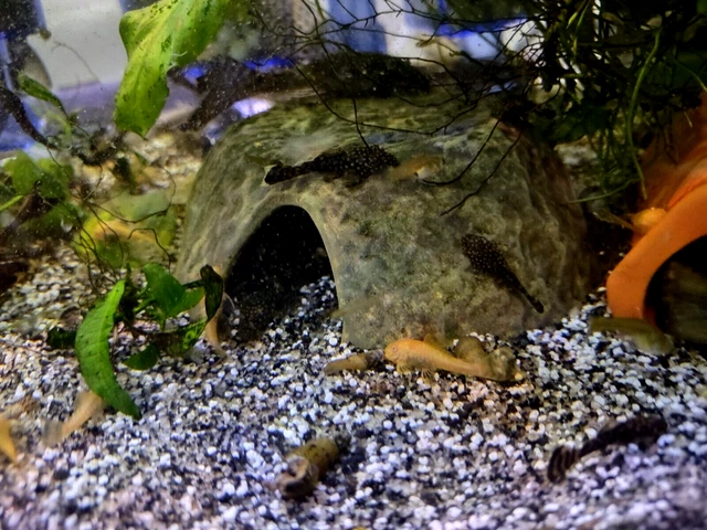 6 Pack (3 Albino & 3 Chocolate) Shortfin Bristlenose Pleco's 0.75" - 1.2"+ inch