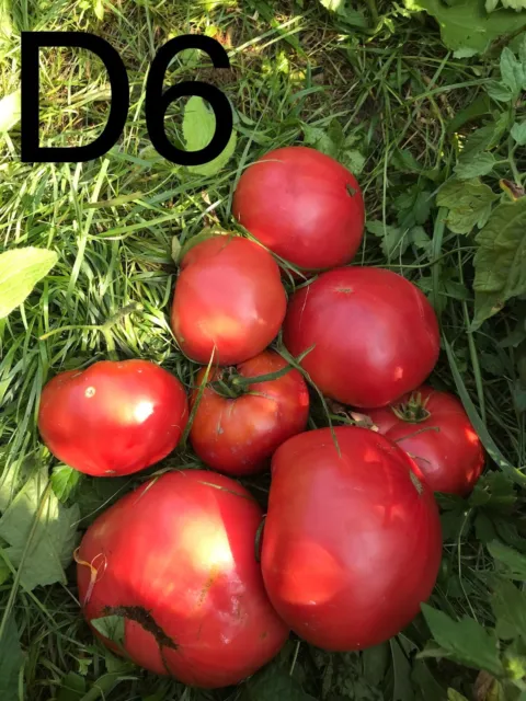 graine / seed tomate taille grosse variété "DESTER" (frais port unique)