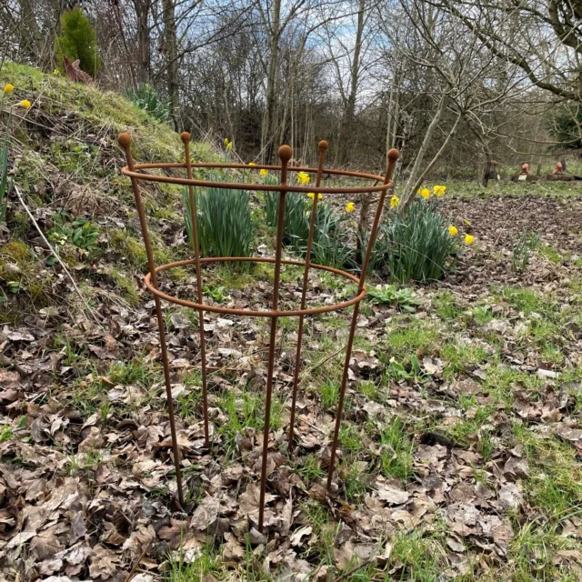 Peony or herbaceous support rusty metal plant stand 78cm H