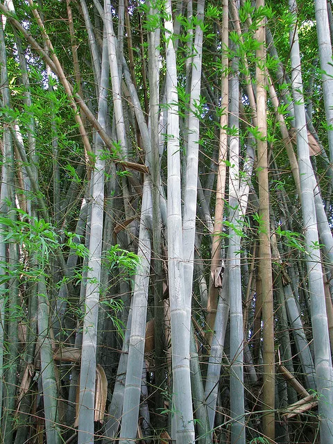 Dendrocalamus membranaceus Bambu - Giant Bambu - 50 Seeds 2