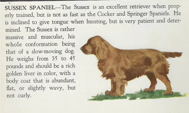 Sussex Spaniel - 1940 Vintage Dog Art Print - Matted