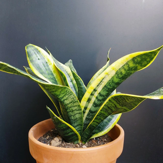 SANSEVIERIA TRIFASCIATA FUTURA Simplex (Futura Superba). Succulent Snake  plant EUR 13,00 - PicClick FR
