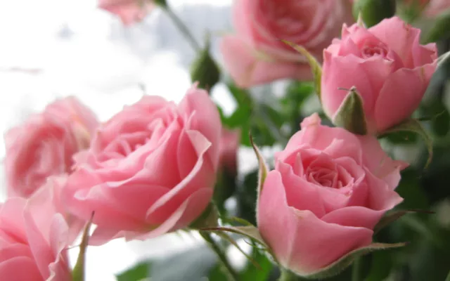 Pink Rose Flower Seeds Garden Plant, (Buy 1 Get 1 15% Off) UK Seller