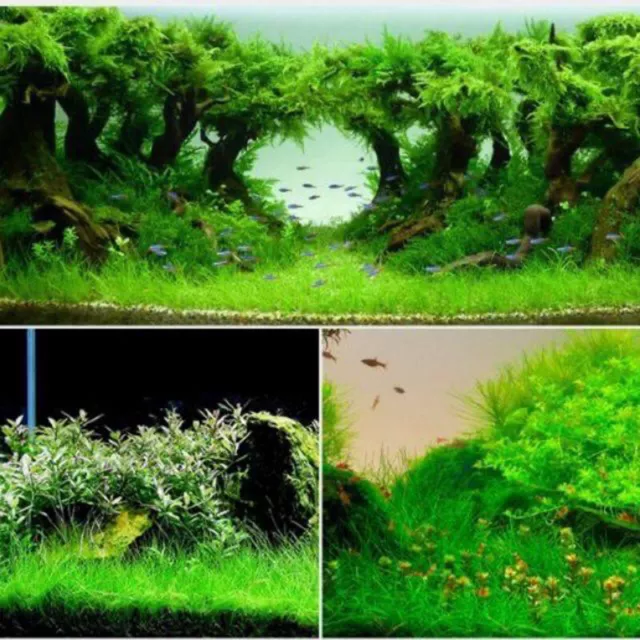 Herbe D'eau 10 Grammes Décor Jardin Aquarium Aquatique Graine Herbe D'eau R