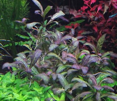 3 Stems Purple Staurogyne Repens! Live aquarium plants beautiful! Rare!!!