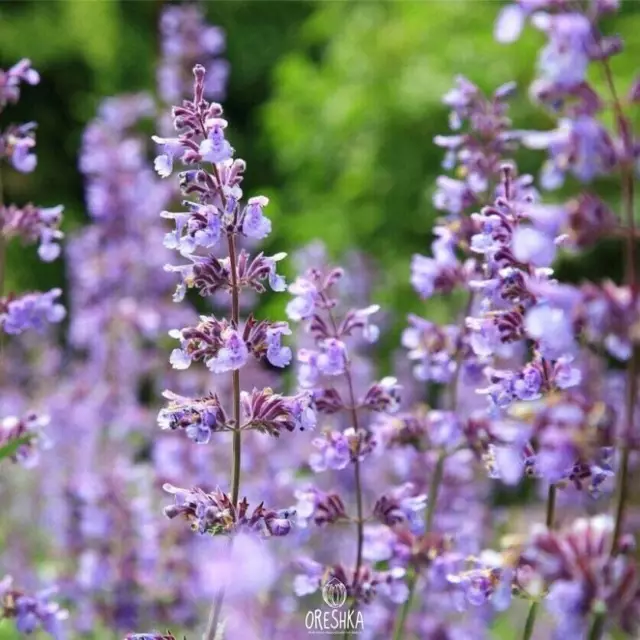 Nepeta cataria 20+ PCS fresh seeds, Catnip seeds, Catmint mint organic,