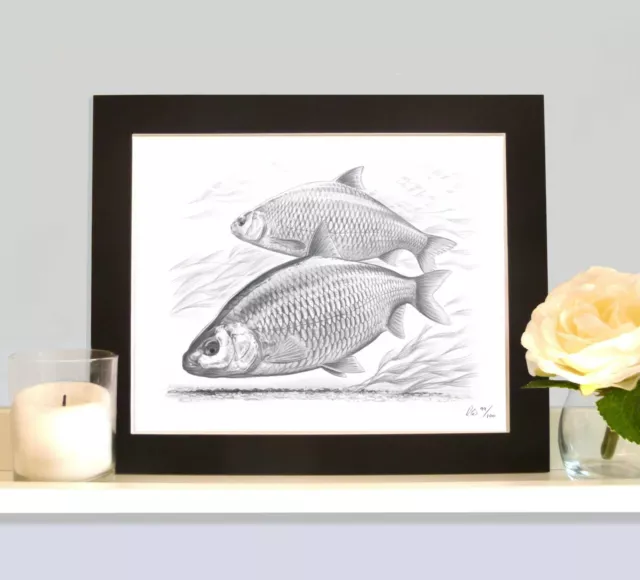 BIG ROACH ON THE FEED Fishing Art Drawing Print New By Robin Woolnough