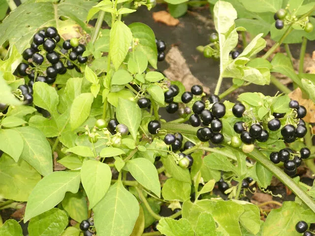 Garden Huckleberry (Solanum scabrum) - nightshade, edible (ex Korea) - 50 seeds 2