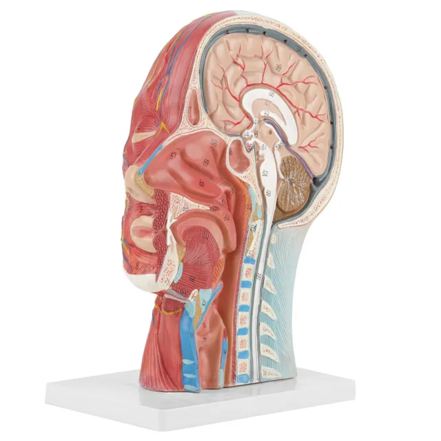 Anatomical Life Size Head Brain Neck Section Study Model DIY♓