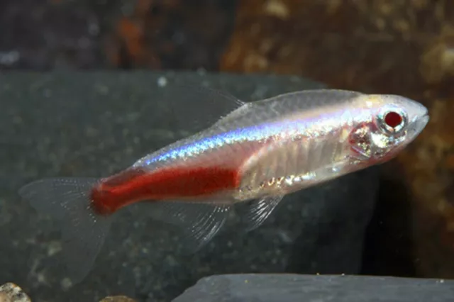 Group of 8+2 Live Albino Neon Tetras Premium Freshwater Tropical Schooling Fish