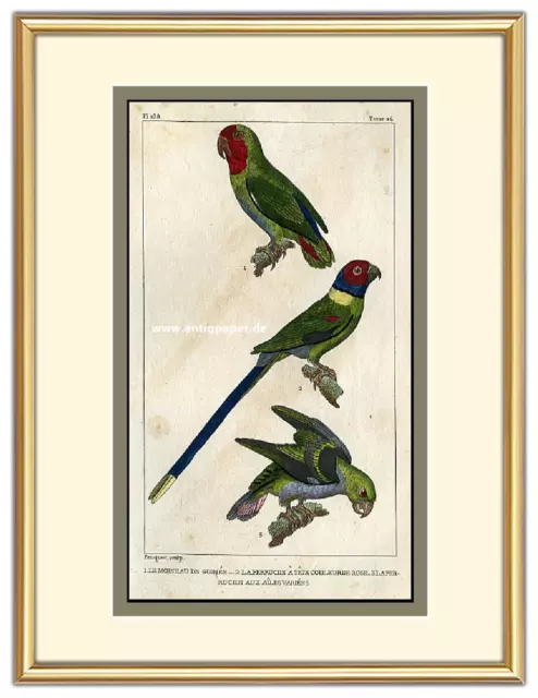 Papagei Moineau Perruche Stahlstich Steel engraving aus Buffon altkoloriert 1831