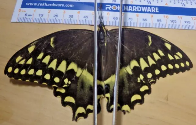 Palamedes Swallowtail Butterfly Papilio palamedes Papiliondae Southeast TX M114