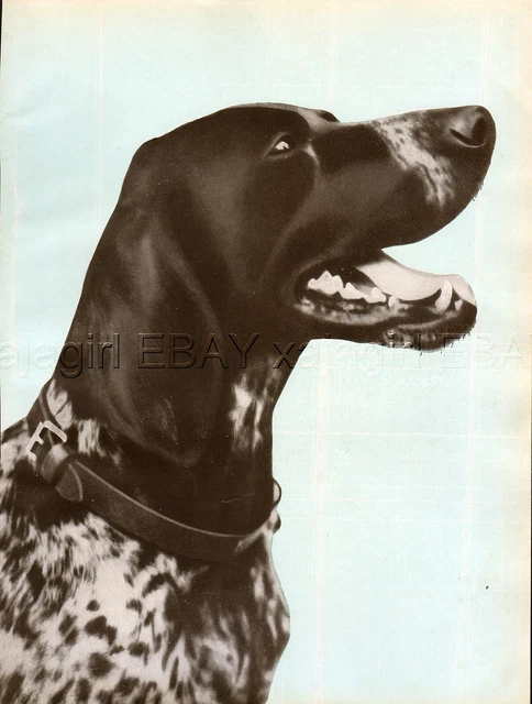 DOG German Shorthaired Pointer Deutsch Kurzhaar, Beautiful 1930s Art Print