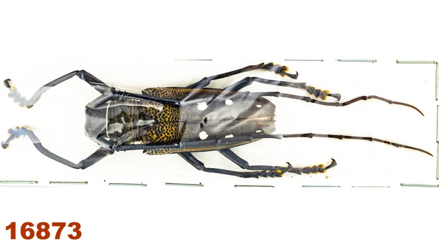 Cerambycidae: Batocera sp.   A1, 47 mm , 1 pc