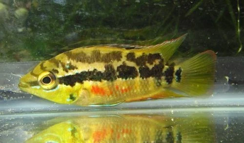 2"-3" Salvini Cichlid LIVE FISH Read Description
