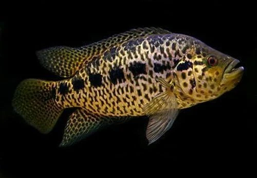 Jaguar Cichlid