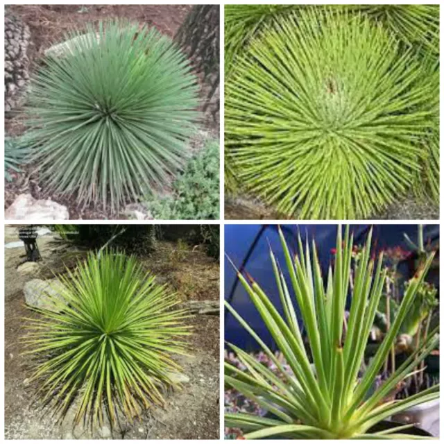 10 graines Agave stricta nana, plantes grasses, cactus,seed succulents F