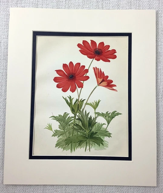 1877 Antiguo Botánico Estampado Rojo Escarlata Windflower Victoriano
